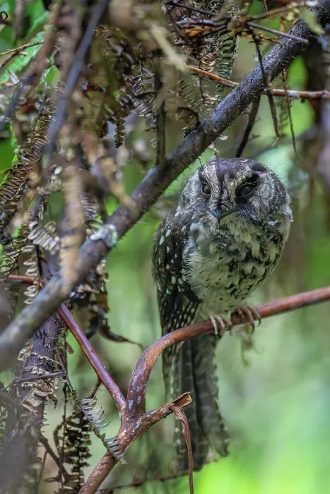 Framed Print : Mountain owlet-nightjar (Aegotheles albertisi) perched in tree, Arfak, West Papua, New Guinea Framed Print : Mountain owlet-nightjar (Aegotheles albertisi) perched in tree, Arfak, West Papua, New Guinea