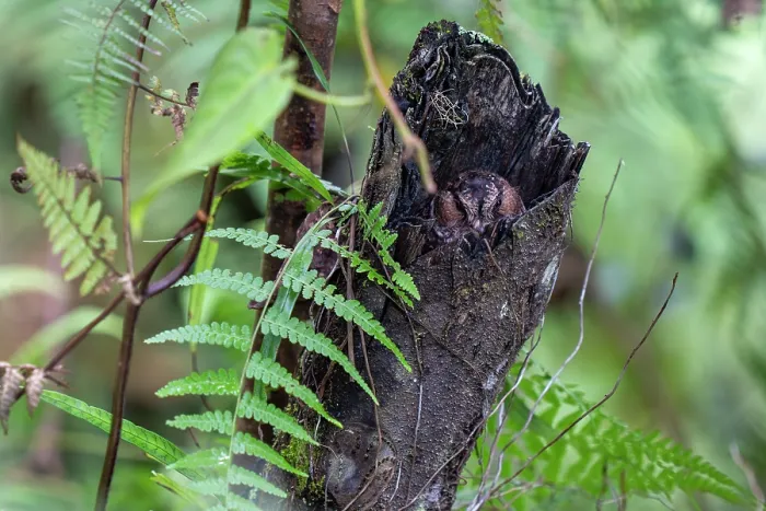 Framed Print : Mountain owlet-nightjar (Aegotheles albertisi) resting on dead tree trunk, cloud forest, Arfak, West Papua Framed Print : Mountain owlet-nightjar (Aegotheles albertisi) resting on dead tree trunk, cloud forest, Arfak, West Papua