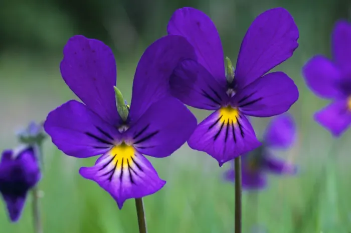 Framed Print : Mountain pansy (Viola lutea) flowers, Strathspey, Cairngorms National Park, Scotland Framed Print : Mountain pansy (Viola lutea) flowers, Strathspey, Cairngorms National Park, Scotland