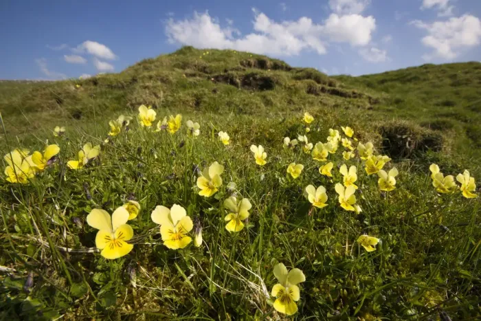 Framed Print : Mountain Pansy {Viola lutea}, Peak District National Park, England. April Framed Print : Mountain Pansy {Viola lutea}, Peak District National Park, England. April
