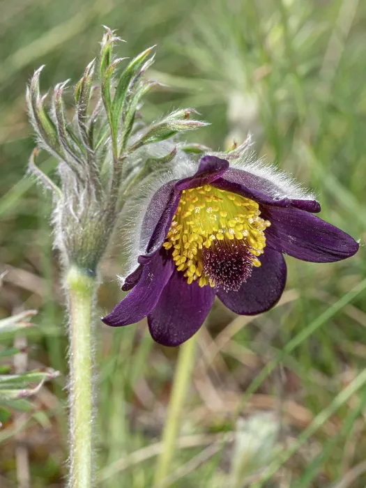 Framed Print : Mountain pasque flower (Pulsatilla montana) in flower on hillside, Abruzzo, Italy. May