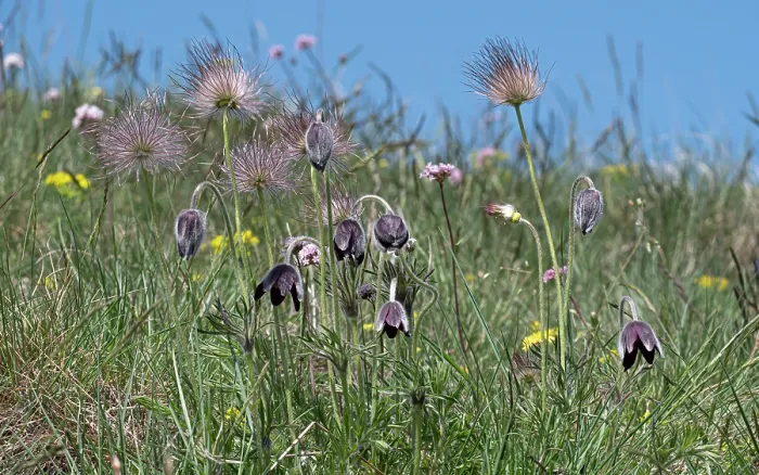Framed Print : Mountain pasque flower (Pulsatilla montana) flowers and seedheads on hillside, Abruzzo, Italy. May Framed Print : Mountain pasque flower (Pulsatilla montana) flowers and seedheads on hillside, Abruzzo, Italy. May