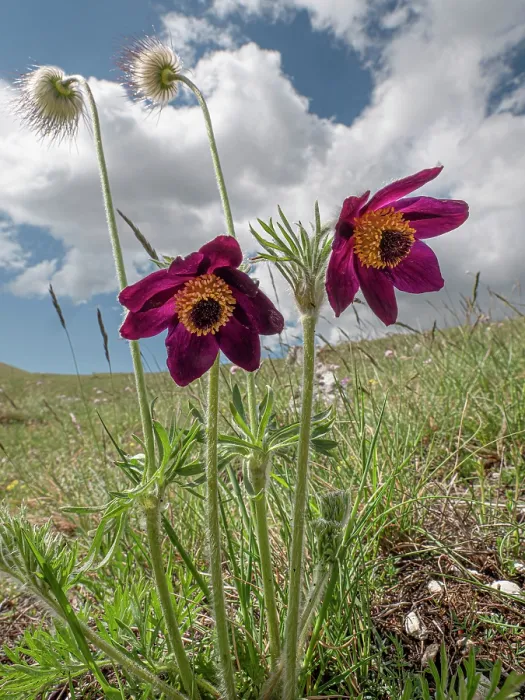 Framed Print : Mountain pasque flowers (Pulsatilla montana) in flower on hillside, Abruzzo, Italy. May Framed Print : Mountain pasque flowers (Pulsatilla montana) in flower on hillside, Abruzzo, Italy. May
