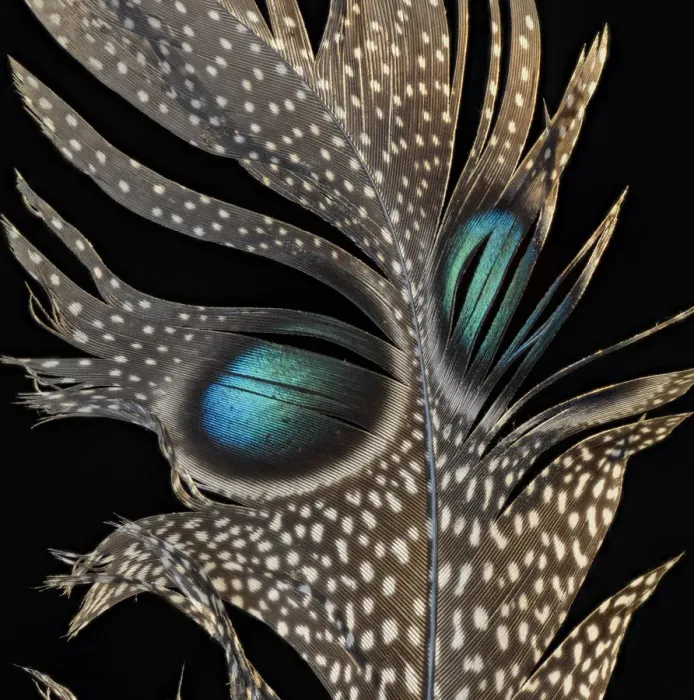 Framed Print : Mountain peacock-pheasant (Polyplectron inopinatum) feather against black background Framed Print : Mountain peacock-pheasant (Polyplectron inopinatum) feather against black background