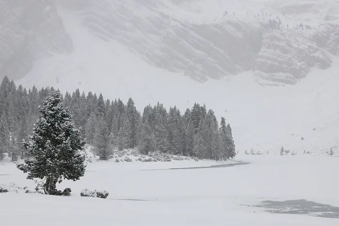 Framed Print : Mountain pines (Pinus uncinata) at edge of frozen mountain lake with snow-covered mountains, Ibon de Plan, Chistau Valley, Pyrenees, Huesca, Spain. December, 2023