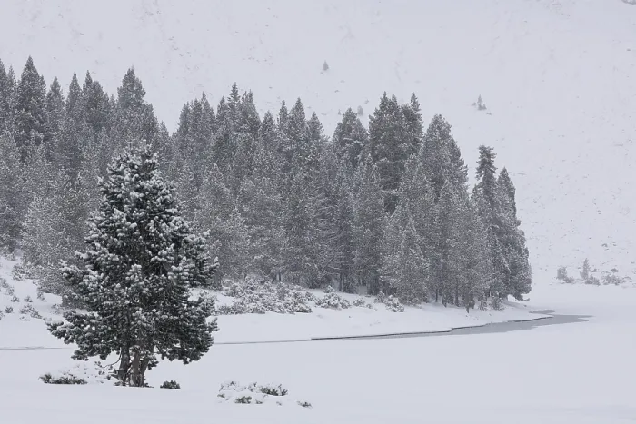 Framed Print : Mountain pines (Pinus uncinata) at edge of frozen mountain lake with snow-covered mountains, Ibon de Plan, Chistau Valley, Pyrenees, Huesca, Spain. December, 2023 Framed Print : Mountain pines (Pinus uncinata) at edge of frozen mountain lake with snow-covered mountains, Ibon de Plan, Chistau Valley, Pyrenees, Huesca, Spain. December, 2023