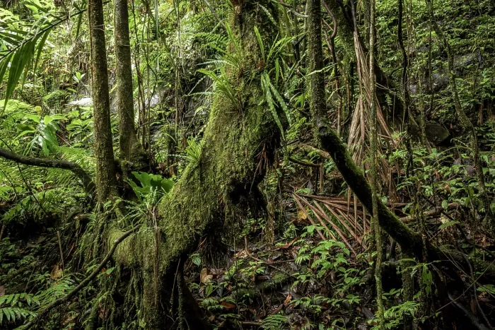 Framed Print : Mountain rainforest, Marojejy National Park, Madagascar. April, 2018 Framed Print : Mountain rainforest, Marojejy National Park, Madagascar. April, 2018