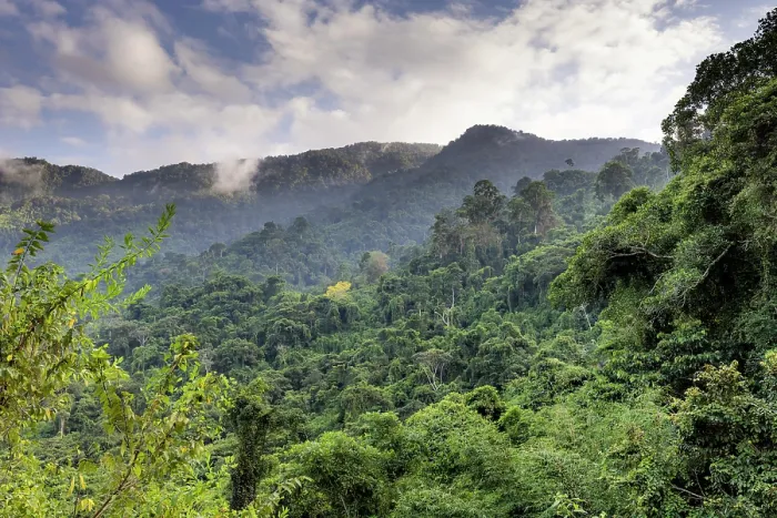 Framed Print : Mountain rainforest in Sierra Nevada de Santa Marta, between El Encanto and Kemakumake, Colombia. December, 2021