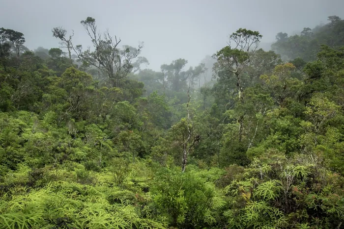 Framed Print : Mountain rainforest transitioning into dwarf forest (1200-1300 m), Marojejy National Park, Madagascar. April, 2018 Framed Print : Mountain rainforest transitioning into dwarf forest (1200-1300 m), Marojejy National Park, Madagascar. April, 2018