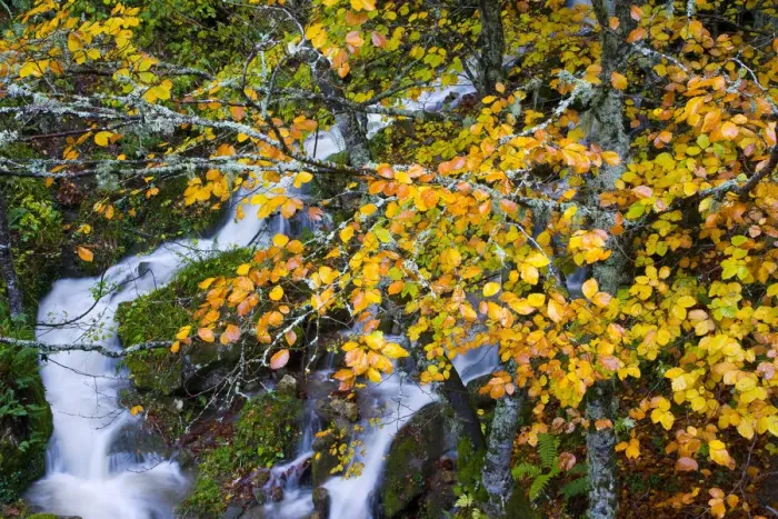 Framed Print : Mountain stream in autumn with beech trees, Picos de Europa NP, Raino, Leon, Northern Framed Print : Mountain stream in autumn with beech trees, Picos de Europa NP, Raino, Leon, Northern
