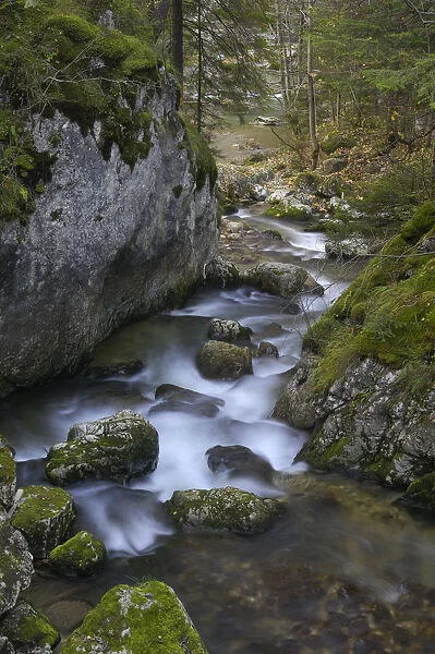Mountain stream flowing through woodland, Bicaz, Cheile Bicazului-Hasmas National Park