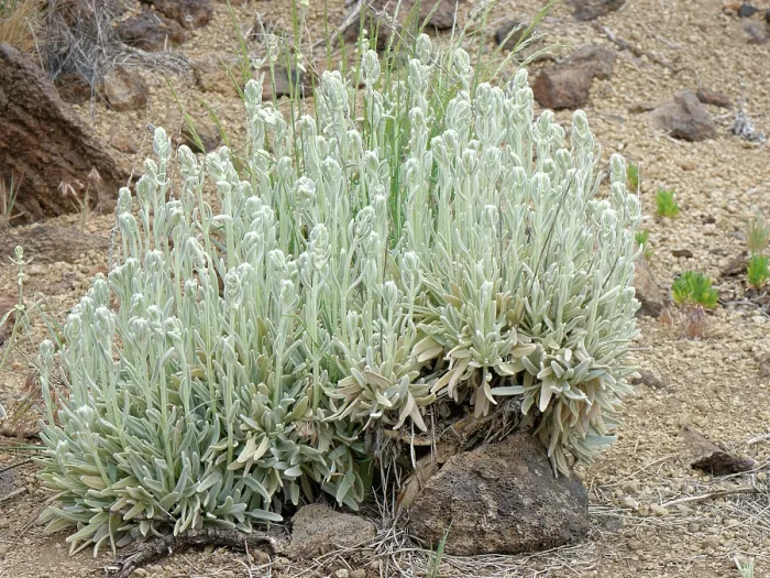 Framed Print : Mountain tea (Sideritis soluta) clump flowering on volcanic ash, El Portillo Botanical Garden, Teide National Park, Tenerife, Canary Islands. May Framed Print : Mountain tea (Sideritis soluta) clump flowering on volcanic ash, El Portillo Botanical Garden, Teide National Park, Tenerife, Canary Islands. May