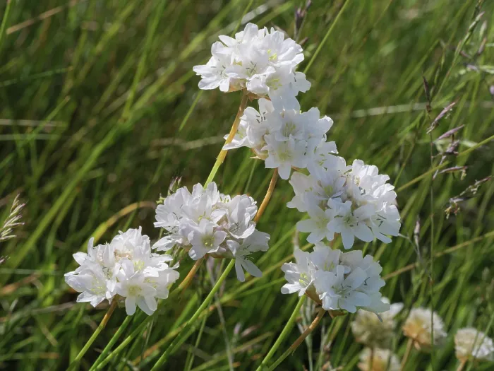 Framed Print : Mountain thrift (Armeria gracilis) in flower in high pasture, Monti della Laga, Abruzzo, Italy. June