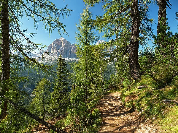 Mountain trail winding through forest on mountainside with Tofane mountains in background, Dolomites, Italy. September, 2020