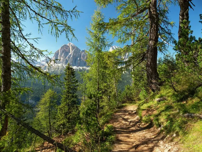 Framed Print : Mountain trail winding through forest on mountainside with Tofane mountains in background, Dolomites, Italy. September, 2020 Framed Print : Mountain trail winding through forest on mountainside with Tofane mountains in background, Dolomites, Italy. September, 2020