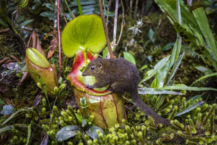 Framed Print : Mountain tree shrew (Tupaia montana) feeding on nectar secreted by the endemic Pitcher Plant Framed Print : Mountain tree shrew (Tupaia montana) feeding on nectar secreted by the endemic Pitcher Plant