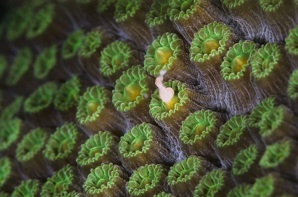 A Mountainous star coral (Montastraea faveolata) spawning at night, with gamete bundle