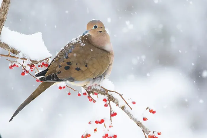 Framed Print : Mourning dove (Zenaida macroura) perched on branch in snow storm; Milford, Connecticut, USA. February