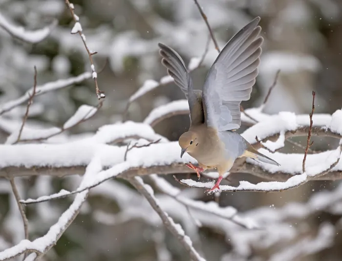 Framed Print : Mourning dove (Zenaida macroura) taking flight from snow covered branch, Acadia National Park, Maine, USA. December Framed Print : Mourning dove (Zenaida macroura) taking flight from snow covered branch, Acadia National Park, Maine, USA. December
