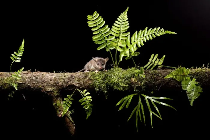 Framed Print : Mouse opossum (Marmosops impavidus) on branch, Pinas, El Oro, Ecuador