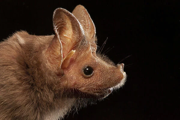 Mouse-tailed bat (Rhinopoma hardwickii), portrait, Sinai Penimsula, Egypt
