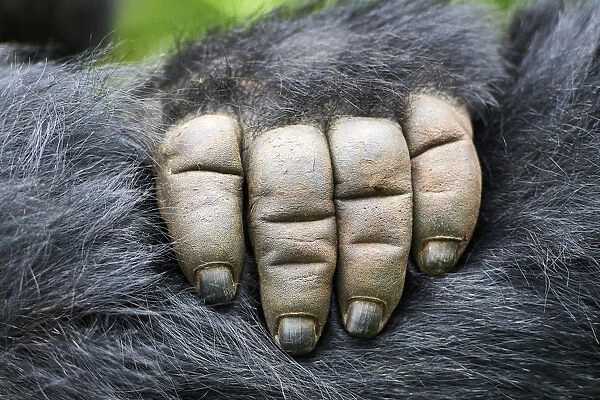Moutain gorilla (Gorilla beringei beringei) close up of hand, Virunga National Park
