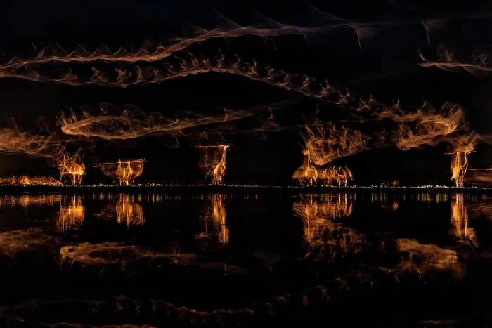 Framed Print : Movement of waterbirds in sunlight captured with a long shutter speed, Kiskunsag National Park, Hungary. May Framed Print : Movement of waterbirds in sunlight captured with a long shutter speed, Kiskunsag National Park, Hungary. May