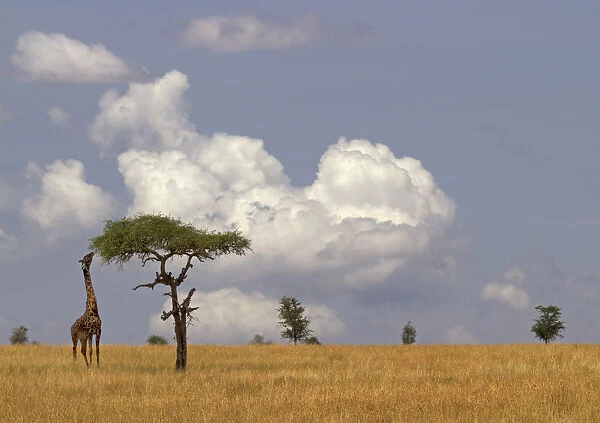 Msai Giraffe (Giraffa camelopardalis) feeding on Acacia tree, Serengeti, Tanzania