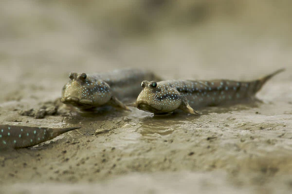 Mudskippers {Periophthalmus sp} forage on the mudflats of a mangrove channel, Sundarban Forest