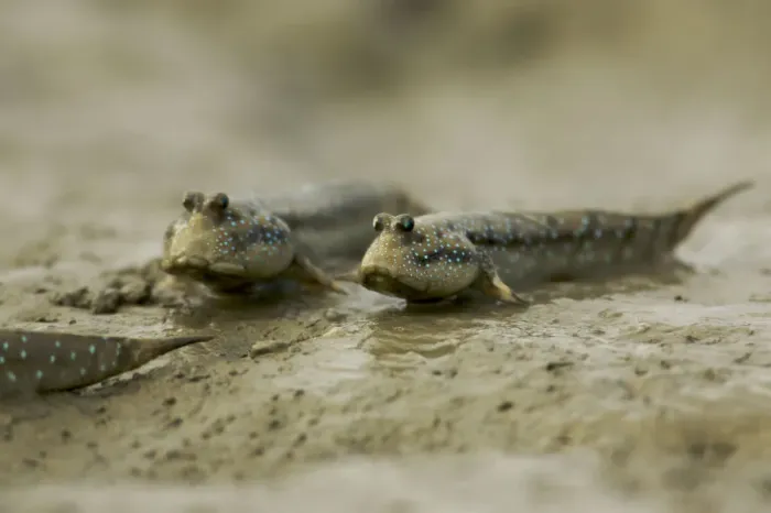 Framed Print : Mudskippers {Periophthalmus sp} forage on the mudflats of a mangrove channel, Sundarban Forest Framed Print : Mudskippers {Periophthalmus sp} forage on the mudflats of a mangrove channel, Sundarban Forest