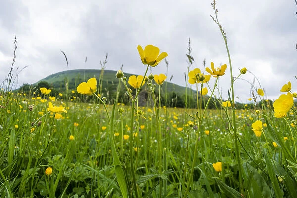 Muker Meadows National Nature Reserve with buttercups, Swaledale, Yorkshire, England, UK