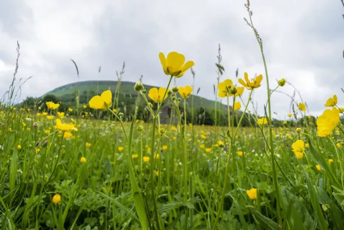 Framed Print : Muker Meadows National Nature Reserve with buttercups, Swaledale, Yorkshire, England, UK Framed Print : Muker Meadows National Nature Reserve with buttercups, Swaledale, Yorkshire, England, UK