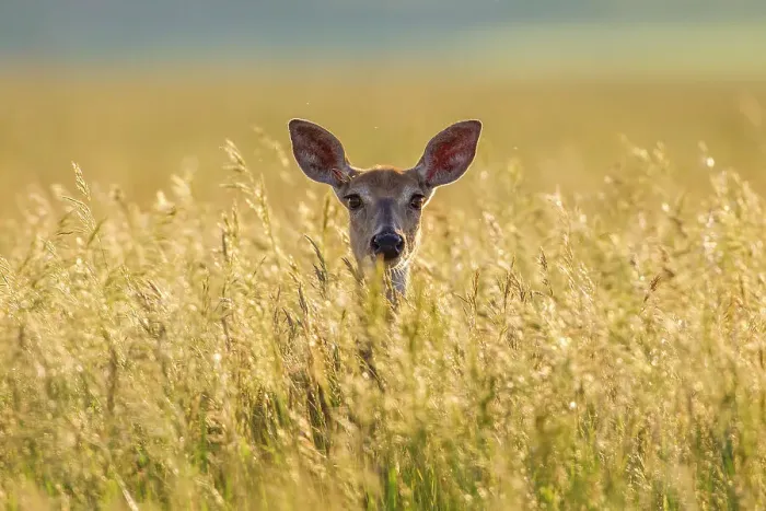 Framed Print : Mule deer (Odocoileus hemionus) in long grass, Madison Mountains, Montana, USA. September
