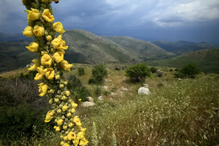 Framed Print : Mullein (Verbascum sp) in flower, with landscape behind, Southern Peloponnese, Greece Framed Print : Mullein (Verbascum sp) in flower, with landscape behind, Southern Peloponnese, Greece