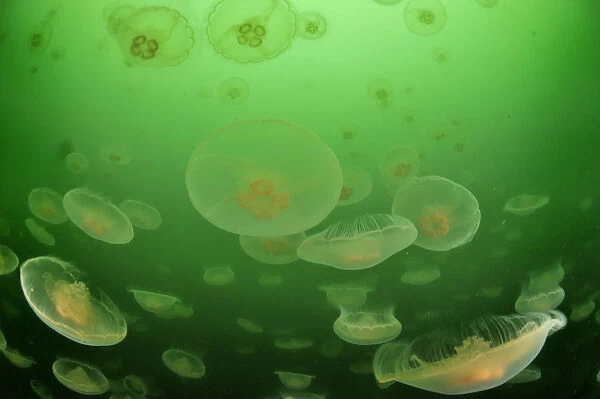 Multitudes of Moon jellyfish (Aurelia labiata), Alaska, USA, Gulf of Alaska