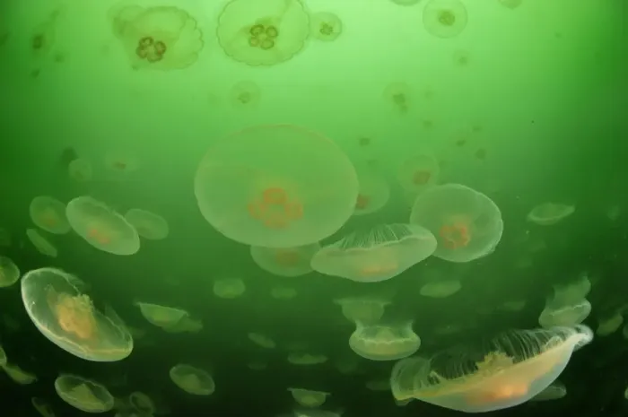Framed Print : Multitudes of Moon jellyfish (Aurelia labiata), Alaska, USA, Gulf of Alaska Framed Print : Multitudes of Moon jellyfish (Aurelia labiata), Alaska, USA, Gulf of Alaska