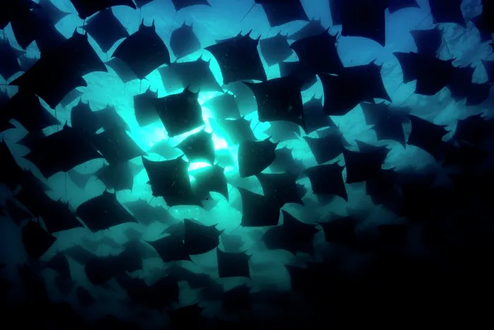 Framed Print : Munk's devil rays (Mobula munkiana) large shoal aggregating underwater, silhouetted in evening sunlight, La Ventana, Baja California, Mexico, Sea of Cortez Framed Print : Munk's devil rays (Mobula munkiana) large shoal aggregating underwater, silhouetted in evening sunlight, La Ventana, Baja California, Mexico, Sea of Cortez