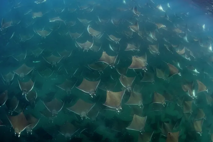 Framed Print : Munk's devil rays (Mobula munkiana) large shoal aggregating underwater, La Ventana, Baja California, Mexico, Sea of Cortez Framed Print : Munk's devil rays (Mobula munkiana) large shoal aggregating underwater, La Ventana, Baja California, Mexico, Sea of Cortez