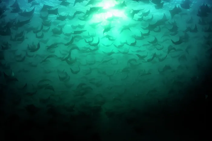 Framed Print : Munk's devil rays (Mobula munkiana) large shoal aggregating underwater, silhouetted in evening sunlight, La Ventana, Baja California, Mexico, Sea of Cortez Framed Print : Munk's devil rays (Mobula munkiana) large shoal aggregating underwater, silhouetted in evening sunlight, La Ventana, Baja California, Mexico, Sea of Cortez