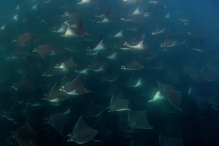Framed Print : Munk's devil rays (Mobula munkiana) large shoal aggregating underwater, La Ventana, Baja California, Mexico, Sea of Cortez Framed Print : Munk's devil rays (Mobula munkiana) large shoal aggregating underwater, La Ventana, Baja California, Mexico, Sea of Cortez