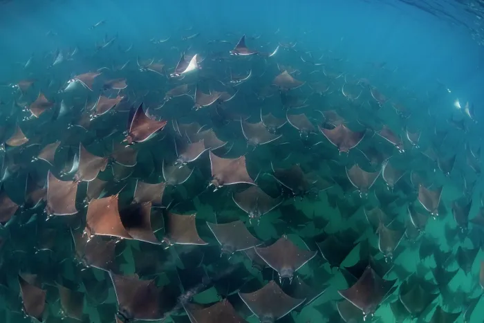Framed Print : Munk's devil rays (Mobula munkiana) large shoal aggregating underwater, La Ventana, Baja California, Mexico, Sea of Cortez Framed Print : Munk's devil rays (Mobula munkiana) large shoal aggregating underwater, La Ventana, Baja California, Mexico, Sea of Cortez
