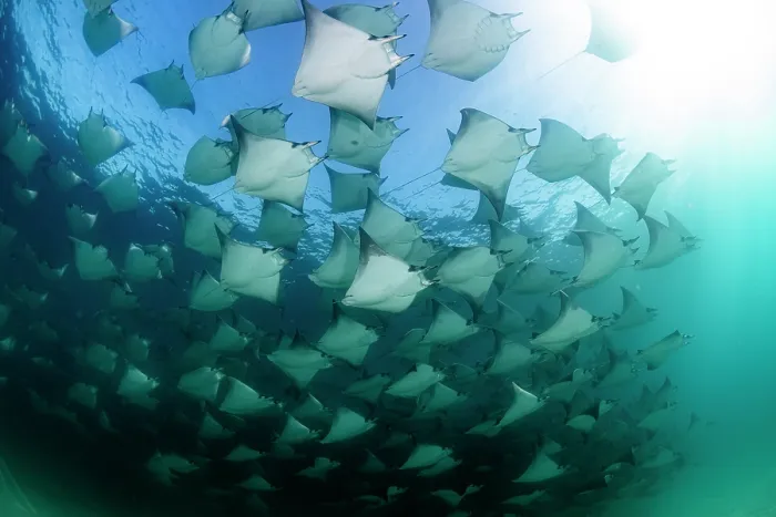 Framed Print : Munk's devil rays (Mobula munkiana) large shoal aggregating underwater, La Ventana, Baja California, Mexico, Sea of Cortez Framed Print : Munk's devil rays (Mobula munkiana) large shoal aggregating underwater, La Ventana, Baja California, Mexico, Sea of Cortez
