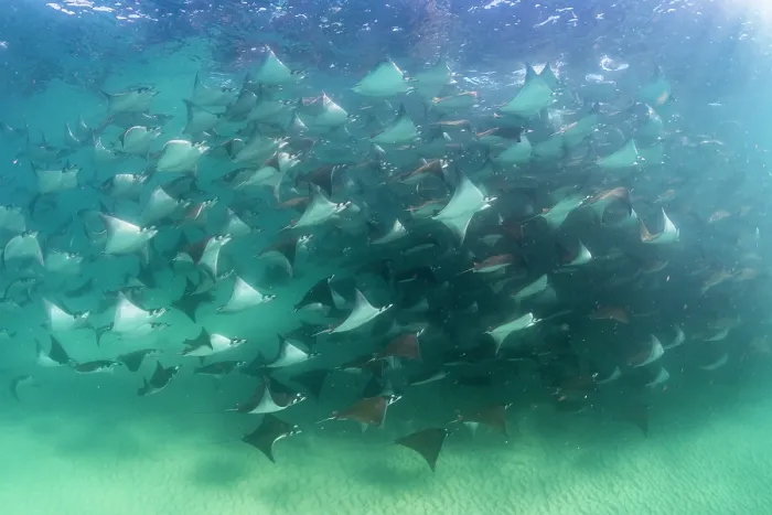 Framed Print : Munk's devil rays (Mobula munkiana) large shoal aggregating underwater, La Ventana, Baja California, Mexico, Sea of Cortez Framed Print : Munk's devil rays (Mobula munkiana) large shoal aggregating underwater, La Ventana, Baja California, Mexico, Sea of Cortez