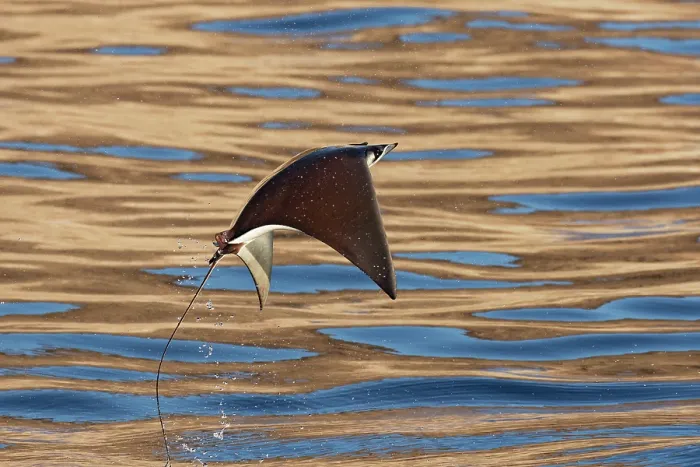 Framed Print : Munk's devilray (Mobula munkiana) leaping out of the water, Sea of Cortez, Baja California, Mexico Framed Print : Munk's devilray (Mobula munkiana) leaping out of the water, Sea of Cortez, Baja California, Mexico