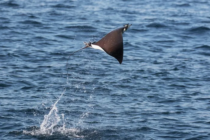 Framed Print : Munk's devilray (Mobula munkiana) leaping out of the water, Sea of Cortez, Baja California, Mexico Framed Print : Munk's devilray (Mobula munkiana) leaping out of the water, Sea of Cortez, Baja California, Mexico