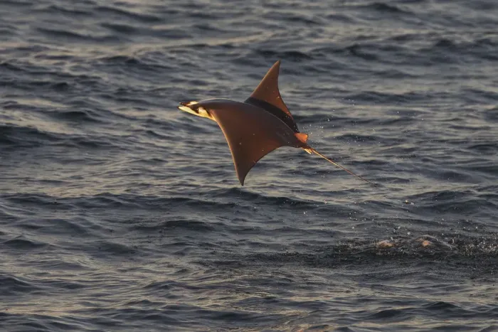 Framed Print : Munks mobula ray / Devilray (Mobula munkiana) leaping out of the water, Sea of Cortez Framed Print : Munks mobula ray / Devilray (Mobula munkiana) leaping out of the water, Sea of Cortez
