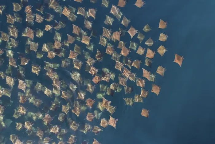 Framed Print : Munks pygmy devil ray / Munks mobula (Mobula munkiana) large school from the air Framed Print : Munks pygmy devil ray / Munks mobula (Mobula munkiana) large school from the air