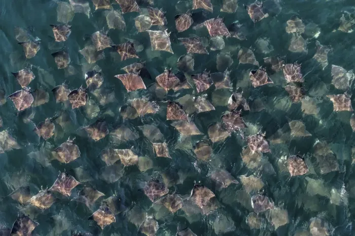 Framed Print : Munks pygmy devil ray / Munks mobula (Mobula munkiana) large school from the air Framed Print : Munks pygmy devil ray / Munks mobula (Mobula munkiana) large school from the air