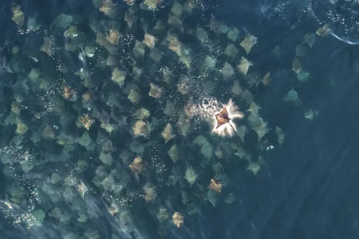 Framed Print : Munks pygmy devil ray  /  Munks mobula (Mobula munkiana) large school from the air