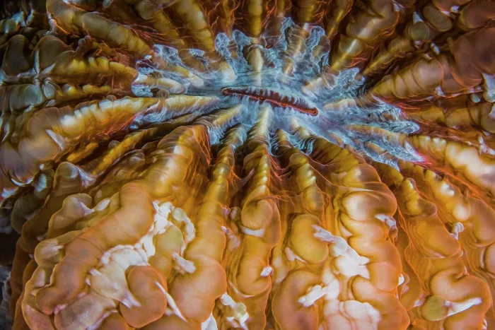 Framed Print : Mushroom coral (Fungiidae) mouth detail, Ambon, Indonesia, Pacific Ocean Framed Print : Mushroom coral (Fungiidae) mouth detail, Ambon, Indonesia, Pacific Ocean
